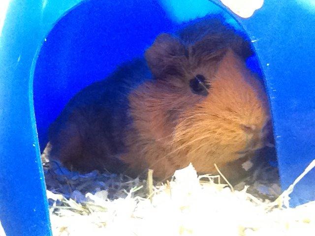 Marsvin Viktor billede 1