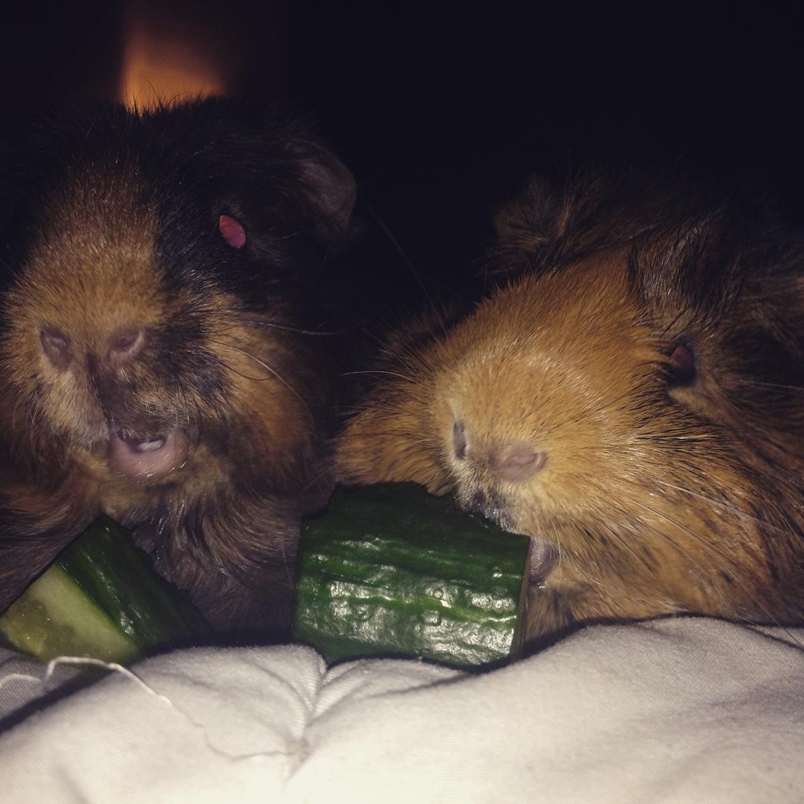 Marsvin Viktor billede 11