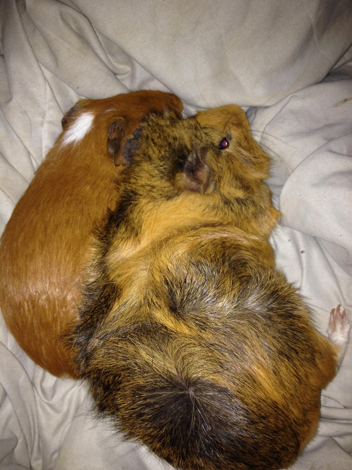 Marsvin Viktor billede 12