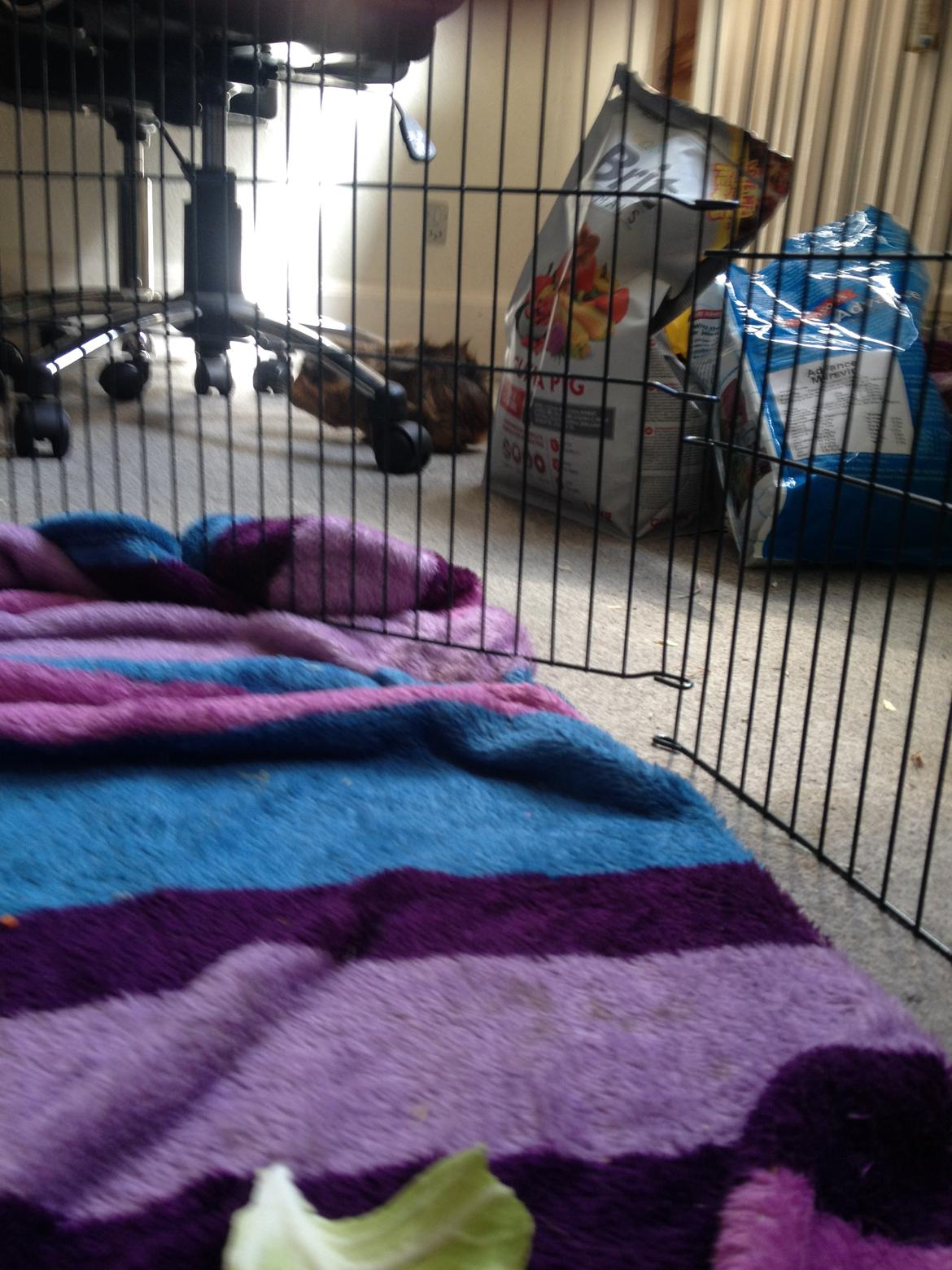 Marsvin Viktor - Udbryderkongen. ;) Jeg havde en dag sat marsvinene i løbegård med lidt mad, og skulle lige ud i køkkenet og vaske op. Da jeg kom tilbage var begge marsvin løbet ud. -_- Haha! Synes det var ret imponerende alligevel.. billede 13