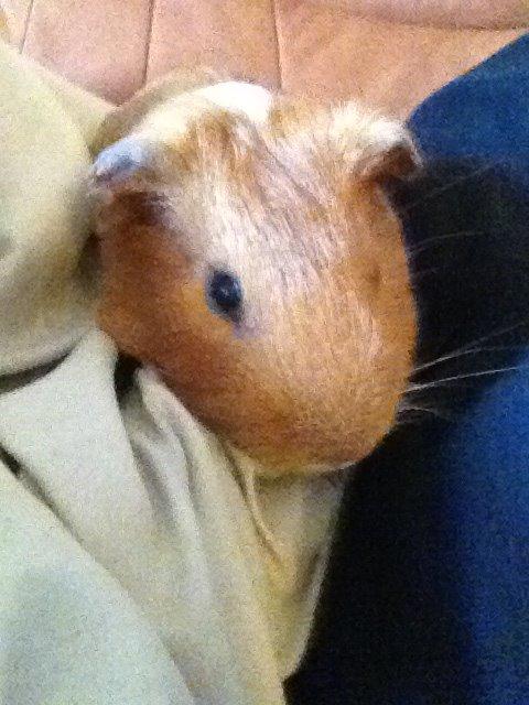 Marsvin Gizmo billede 2