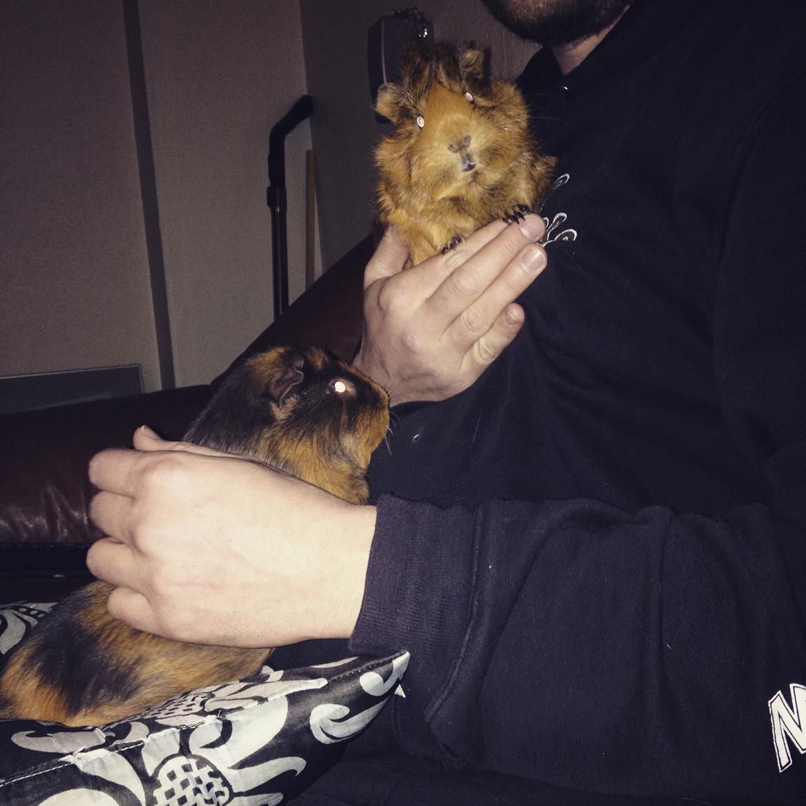 Marsvin ¦ Hannibal - det er ikke altid lige nemt, at have hanni og vikker op. De vil altid over til min kæreste. ;) Så må de slås lidt om opmærksomheden... :) billede 4