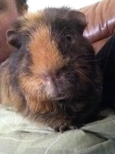 Marsvin ¦ Hannibal billede 3