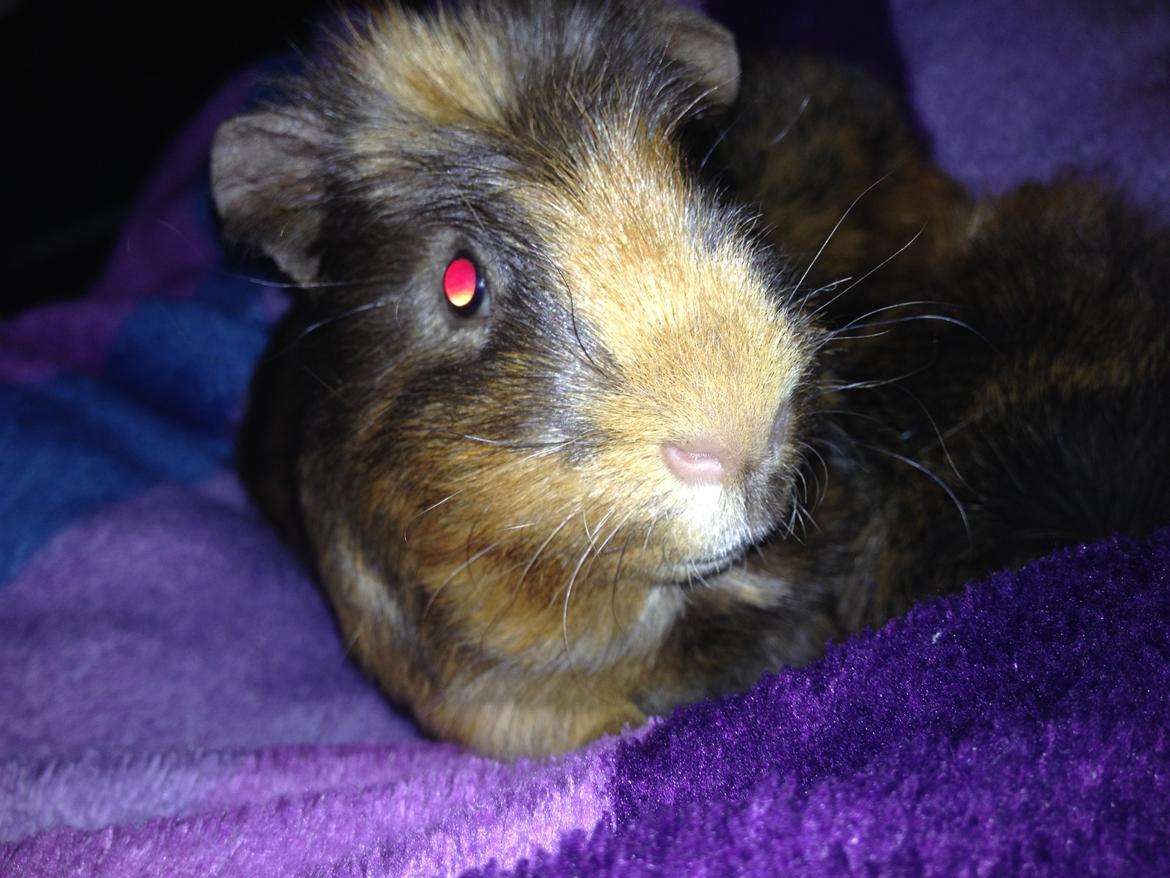 Marsvin ¦ Hannibal - baby hanni :D billede 13