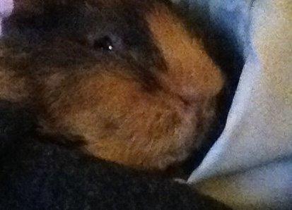 Marsvin ¦ Hannibal billede 12