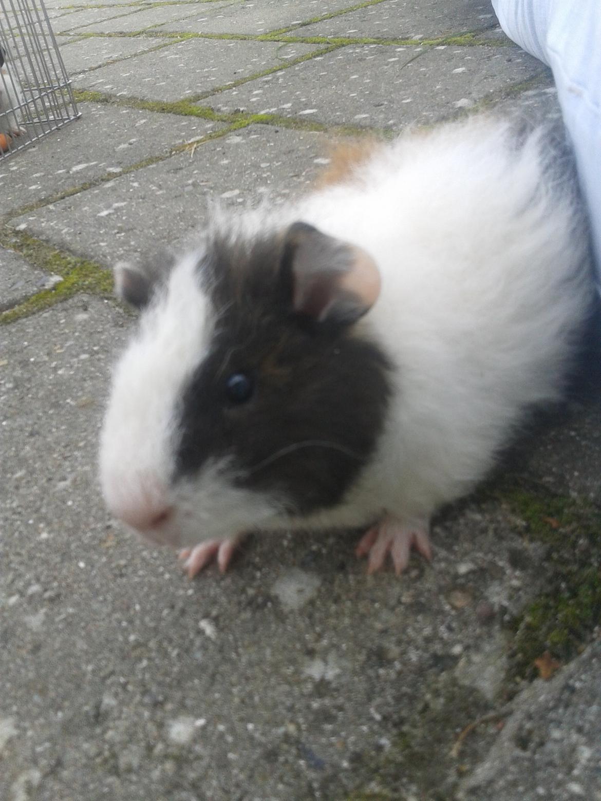 Marsvin magnus.   billede 3