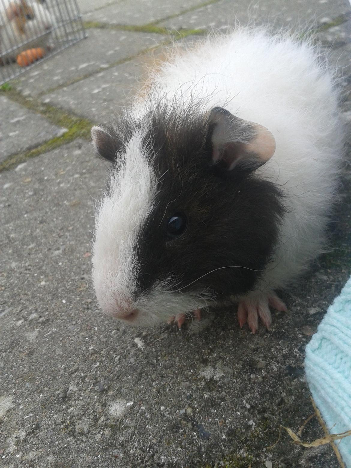 Marsvin magnus.   billede 4