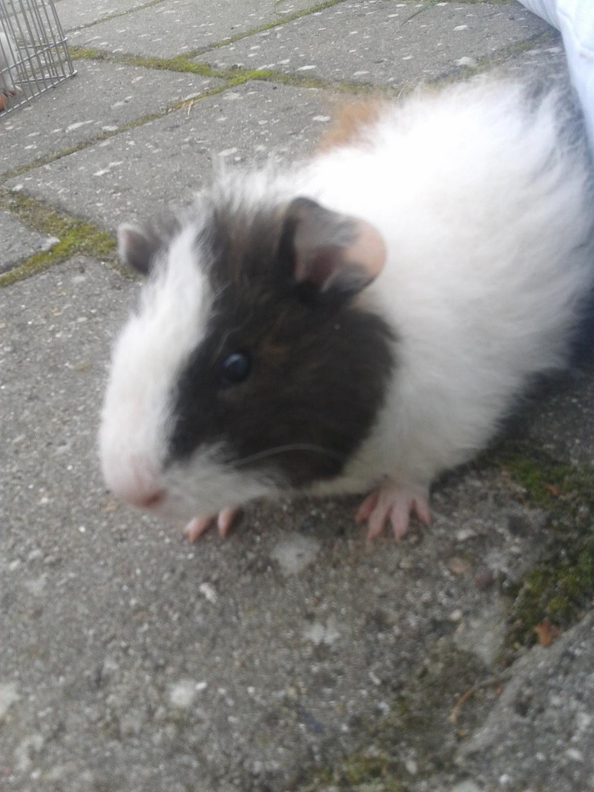 Marsvin magnus.   billede 5