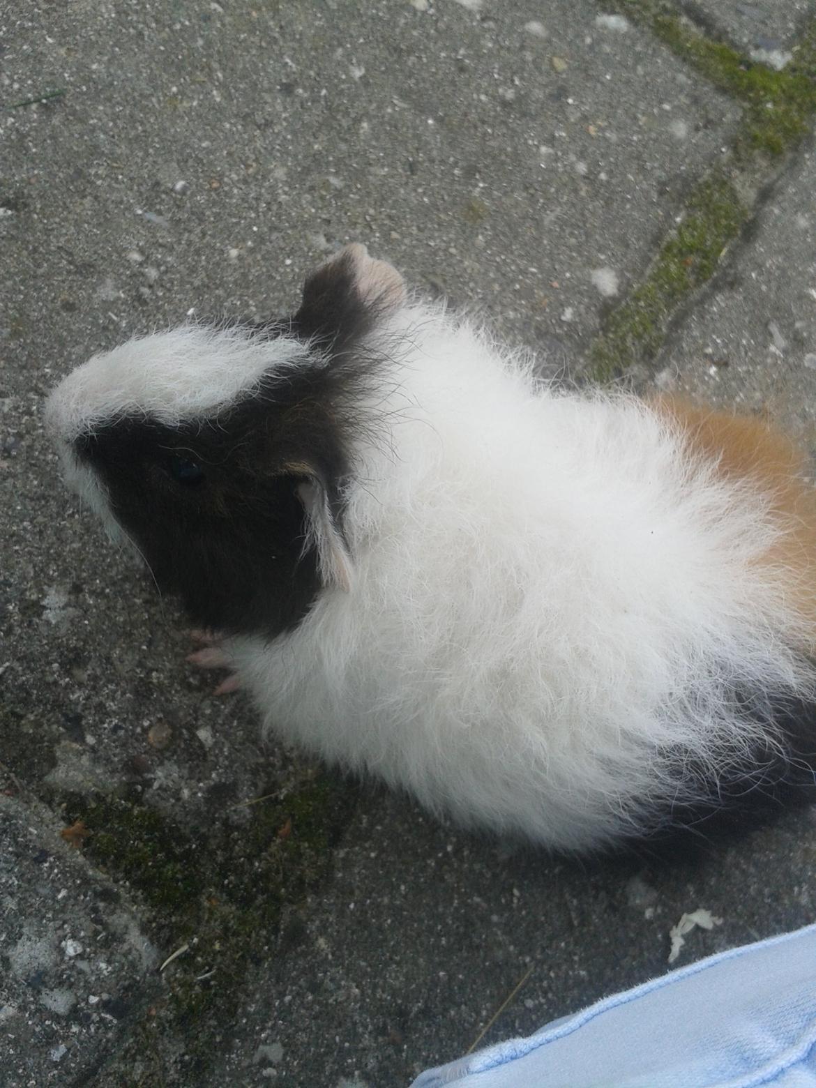 Marsvin magnus.   billede 6