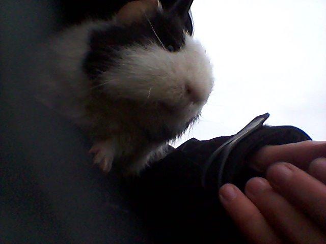 Marsvin magnus.   billede 7