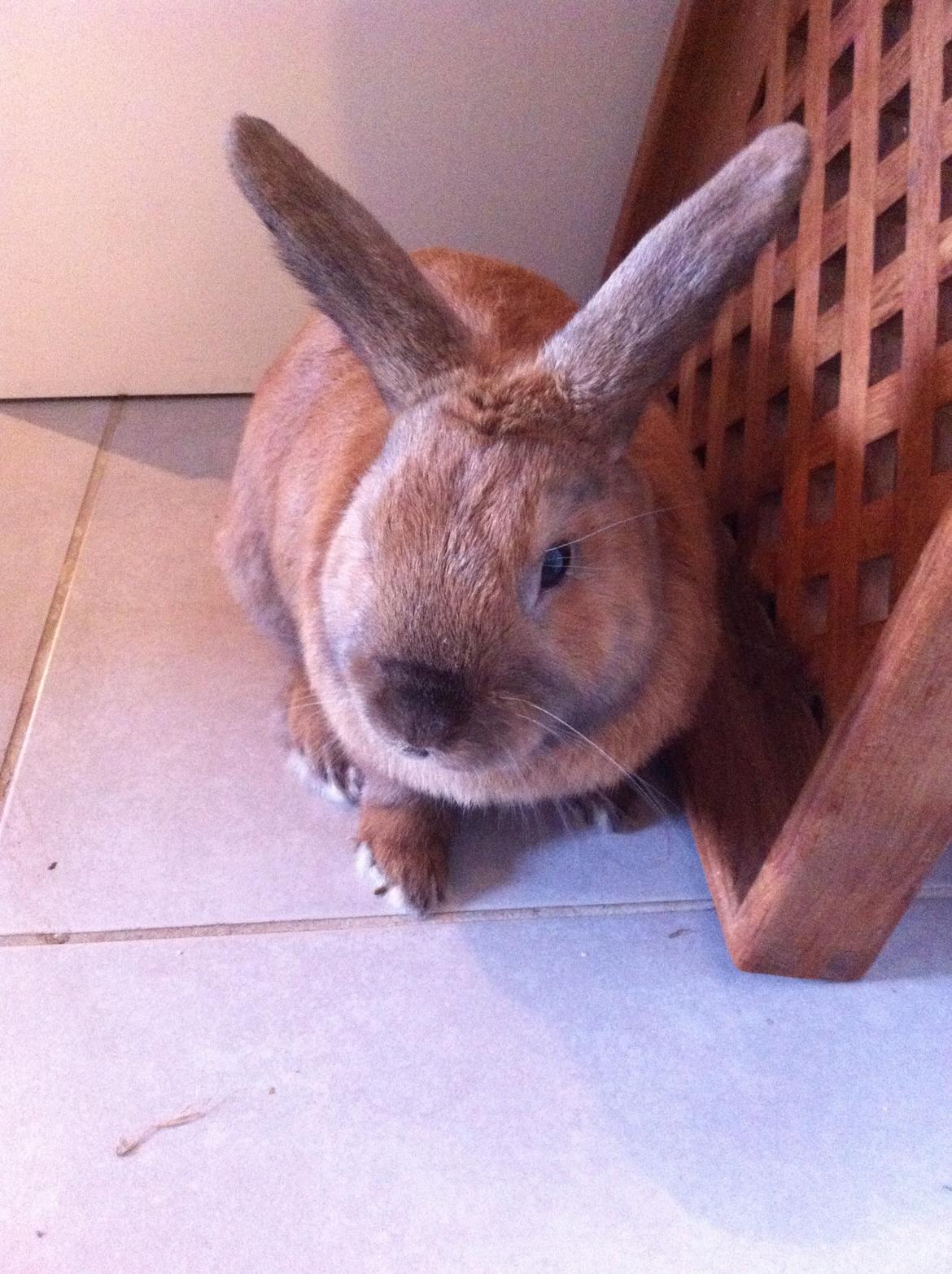 Kanin Ninus billede 2