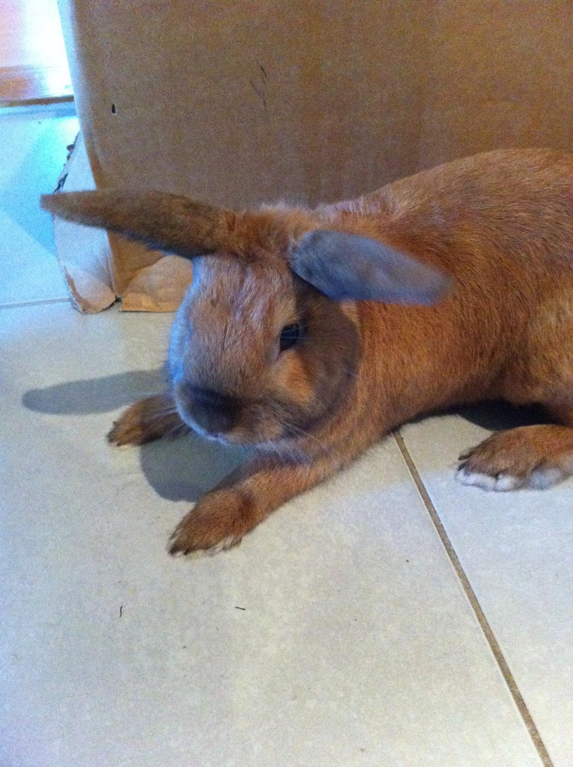 Kanin Ninus billede 1