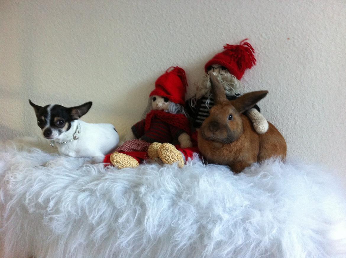 Kanin Ninus billede 3