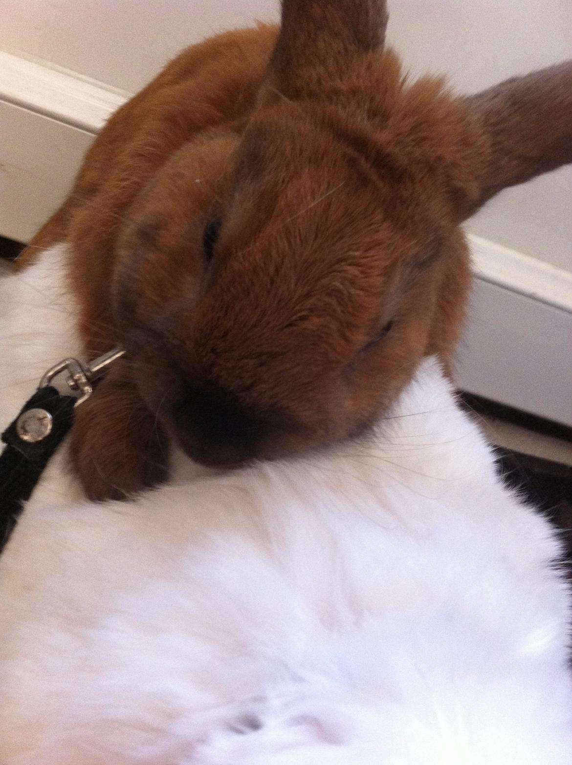 Kanin Ninus billede 5