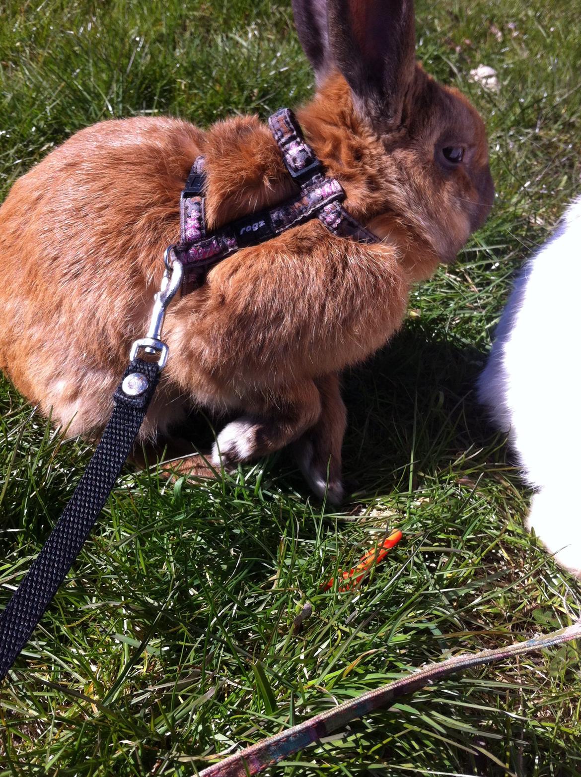 Kanin Ninus billede 6