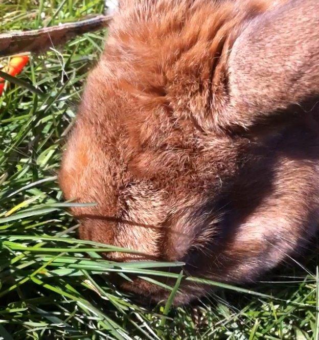 Kanin Ninus billede 7