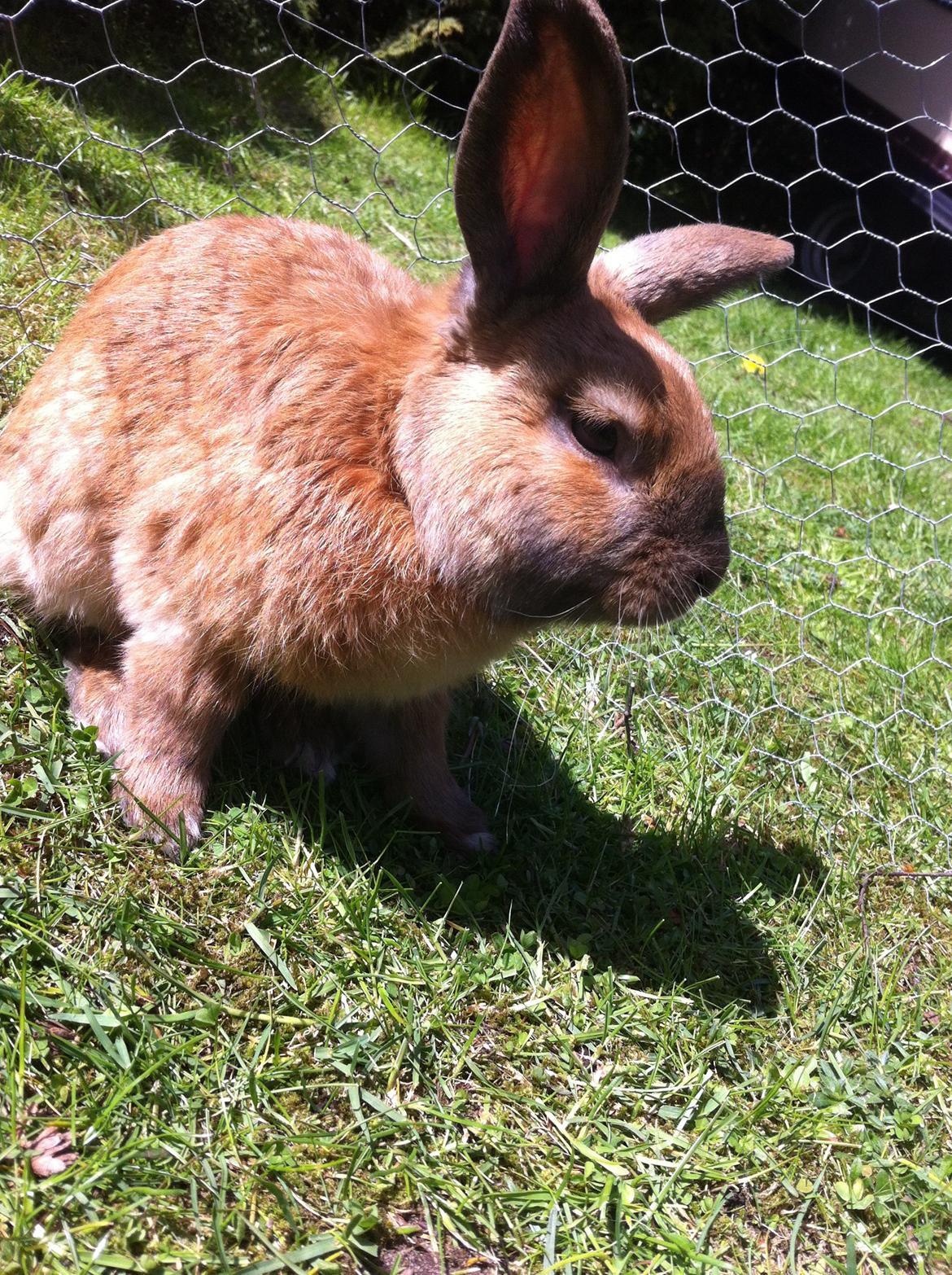 Kanin Ninus billede 9