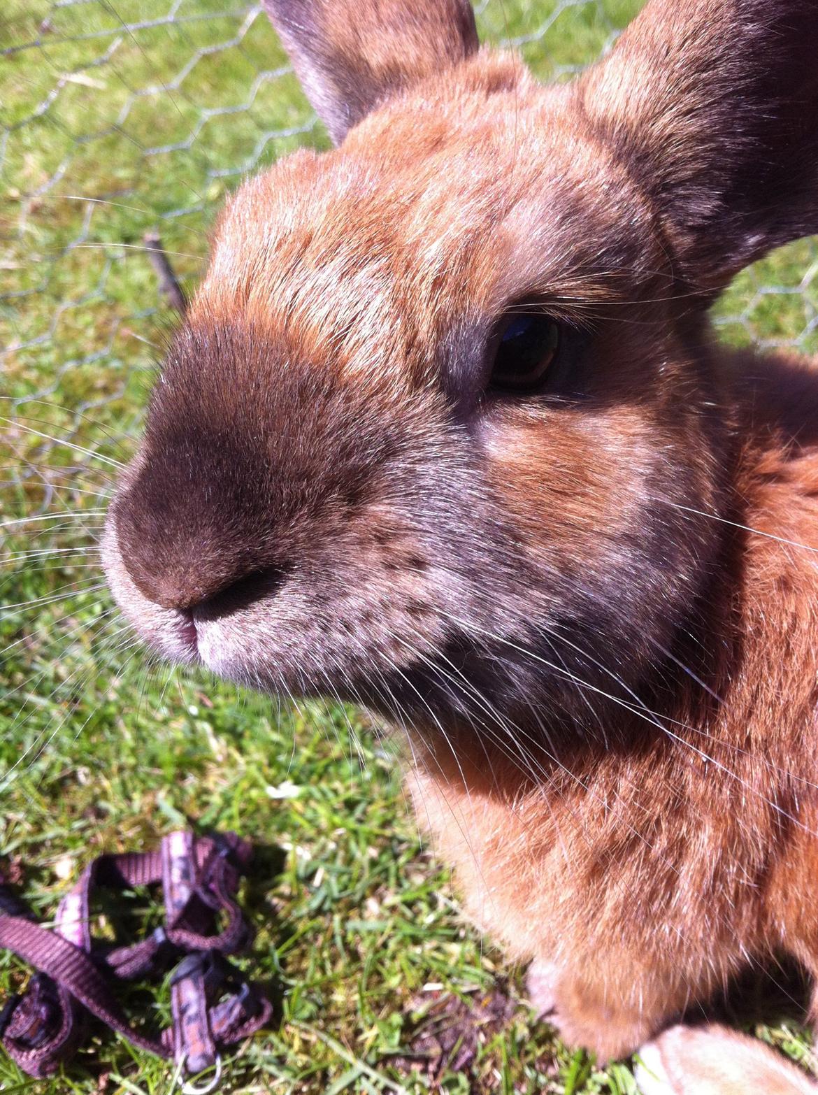 Kanin Ninus billede 8