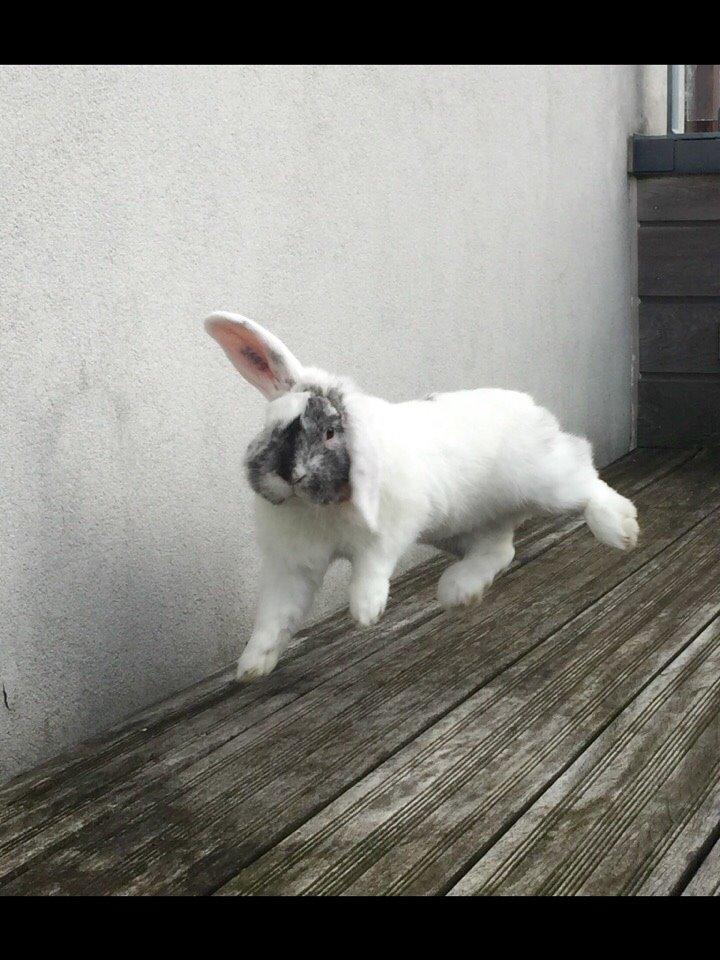 Kanin Chartie's Neuschwanstein Agent 007 billede 5