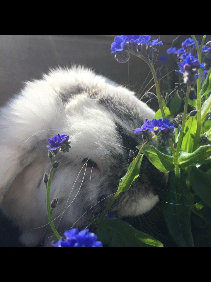 Kanin Chartie's Neuschwanstein Agent 007 billede 1