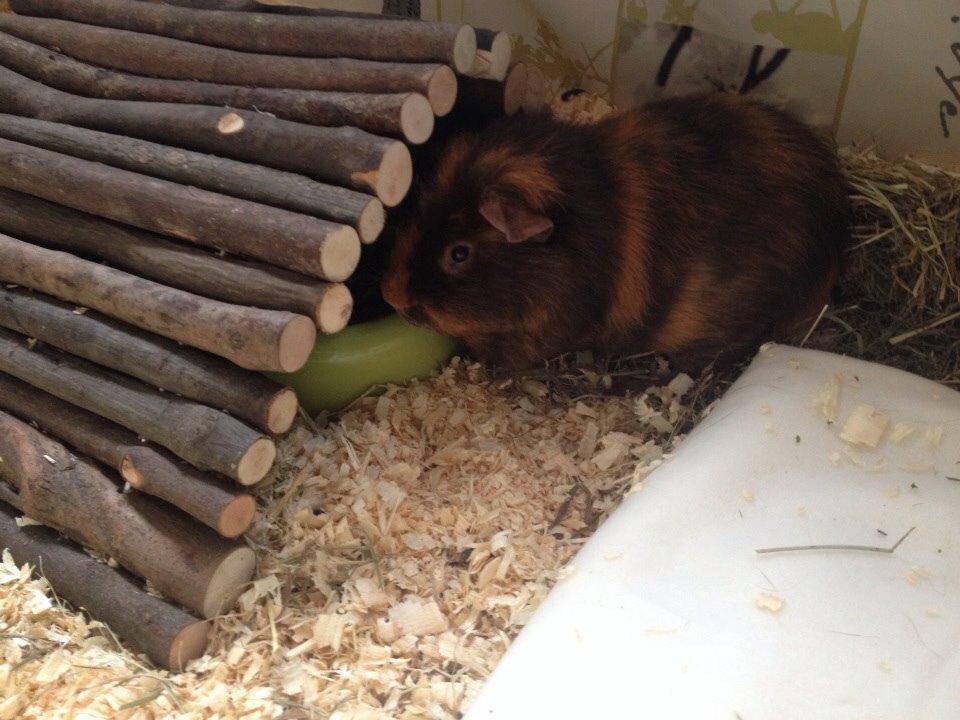 Marsvin ¦ Hannibal billede 15