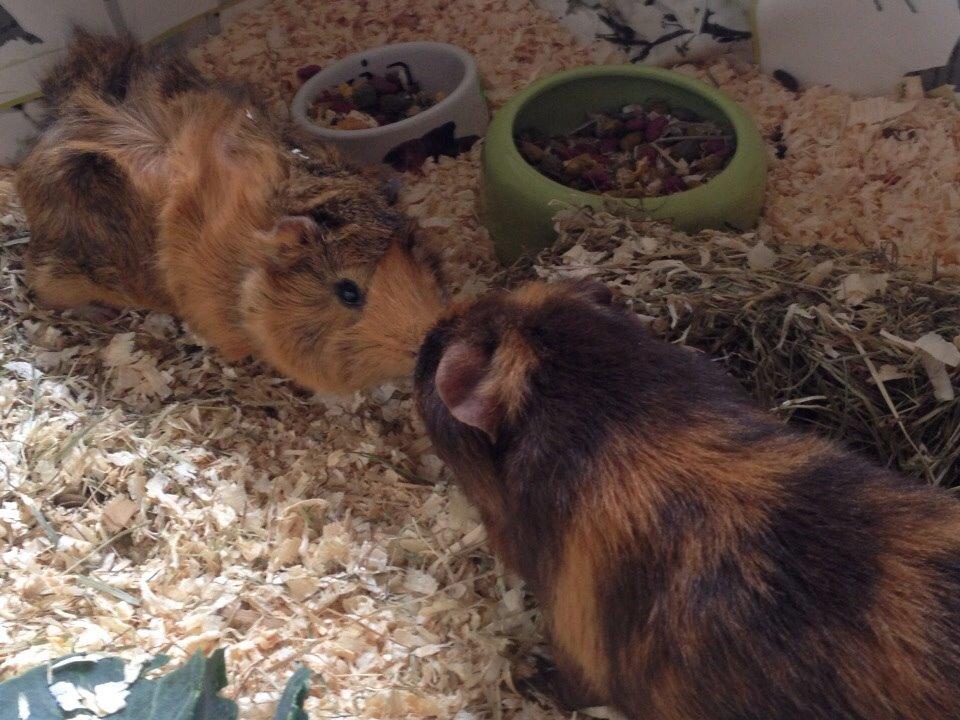 Marsvin ¦ Hannibal billede 14