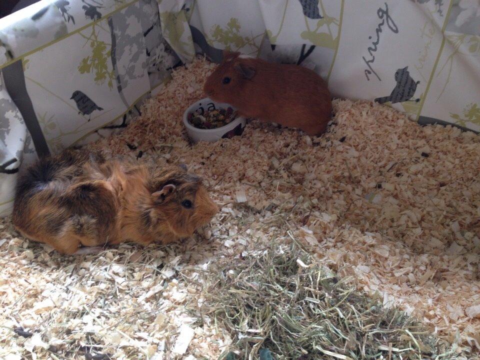 Marsvin Viktor billede 15