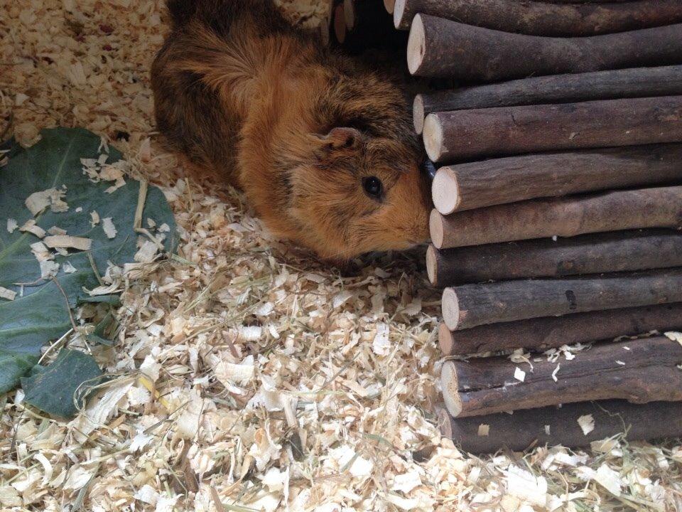 Marsvin Viktor billede 16