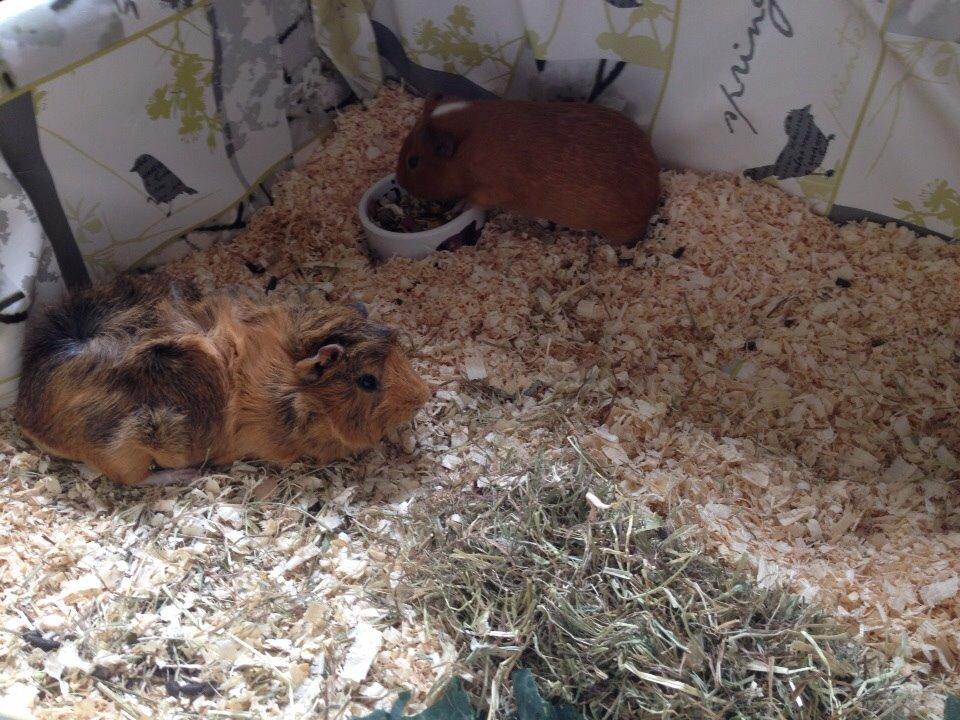 Marsvin Gizmo billede 10