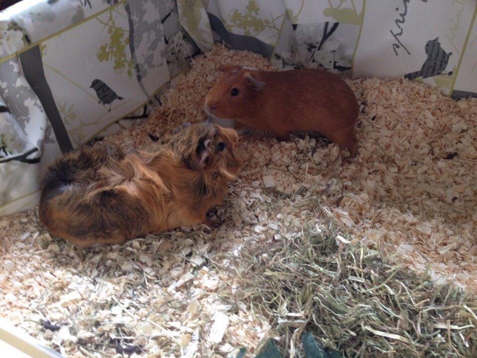 Marsvin Gizmo billede 11