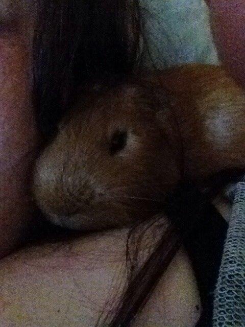 Marsvin Gizmo billede 13