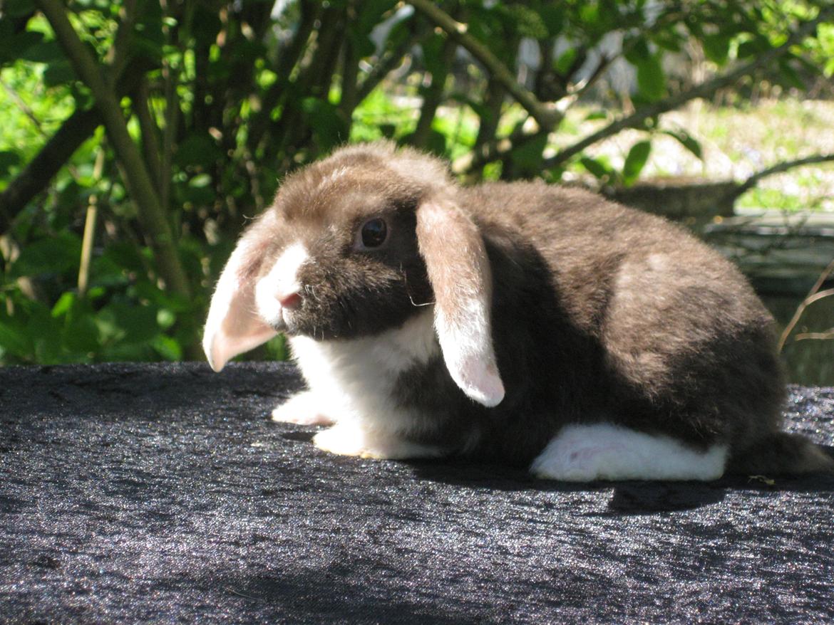 Kanin Rollo´s Molly billede 1