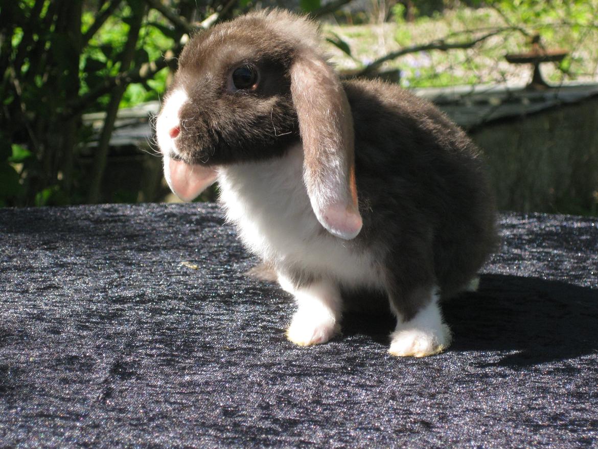 Kanin Rollo´s Molly billede 2