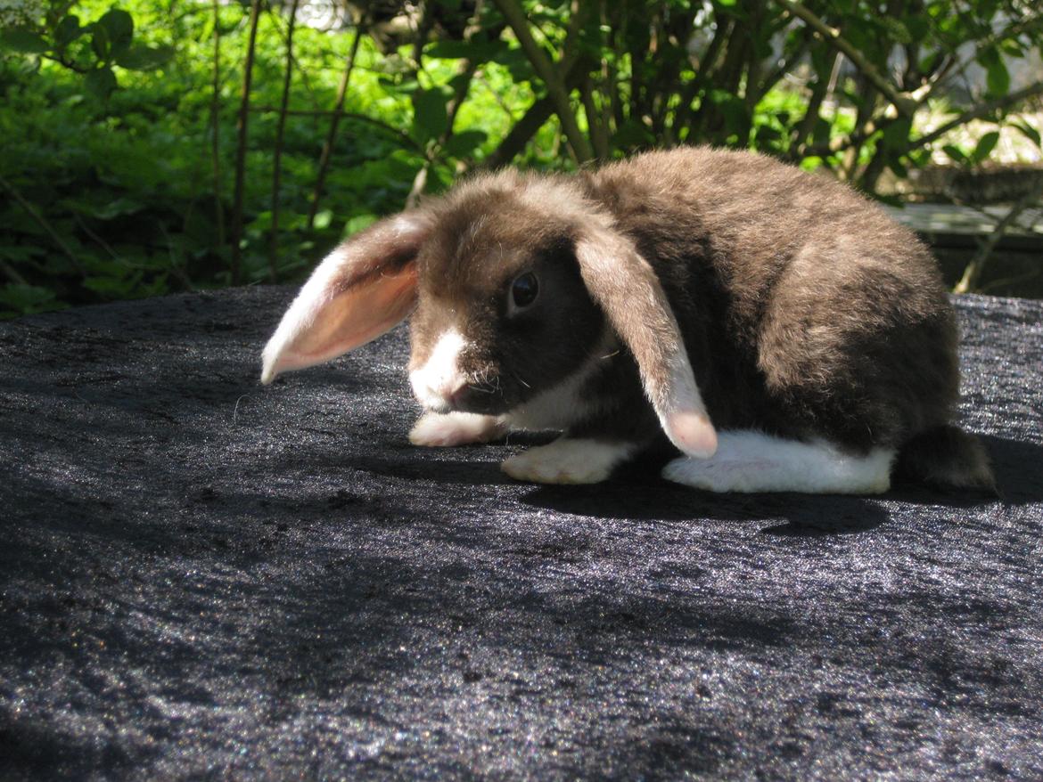 Kanin Rollo´s Molly billede 3