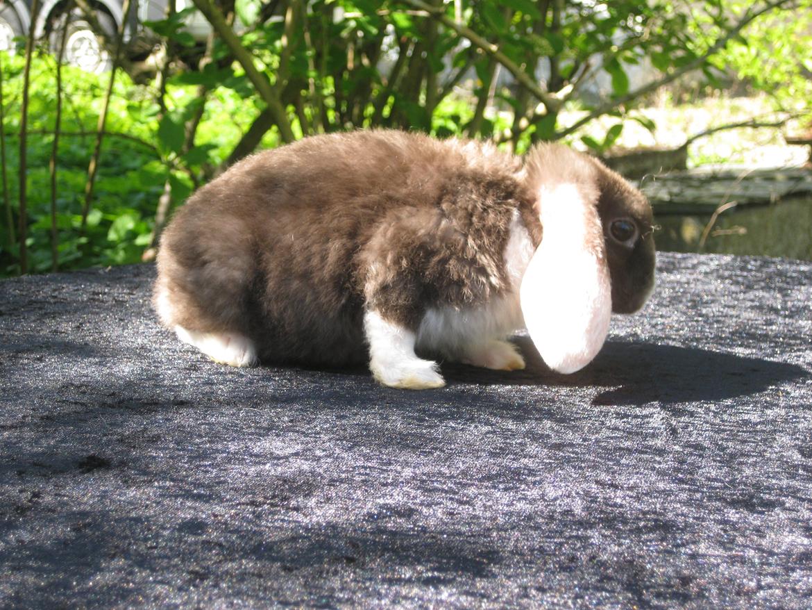 Kanin Rollo´s Molly billede 4