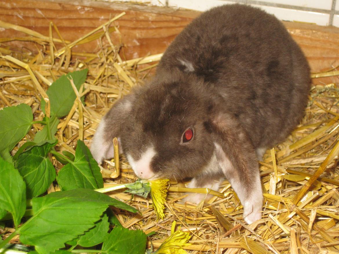 Kanin Rollo´s Molly billede 5