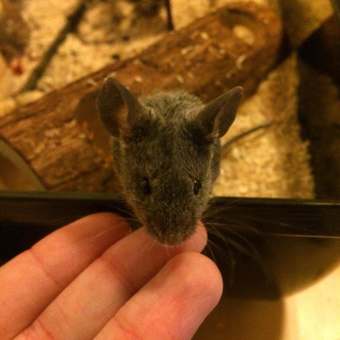 Mus Vejlmus' Pippin billede 2