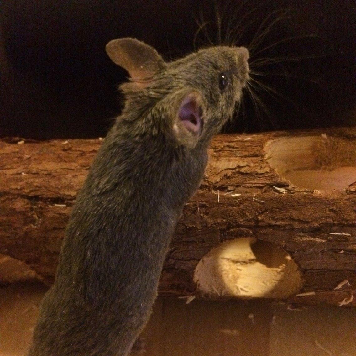 Mus Vejlmus' Pippin billede 6