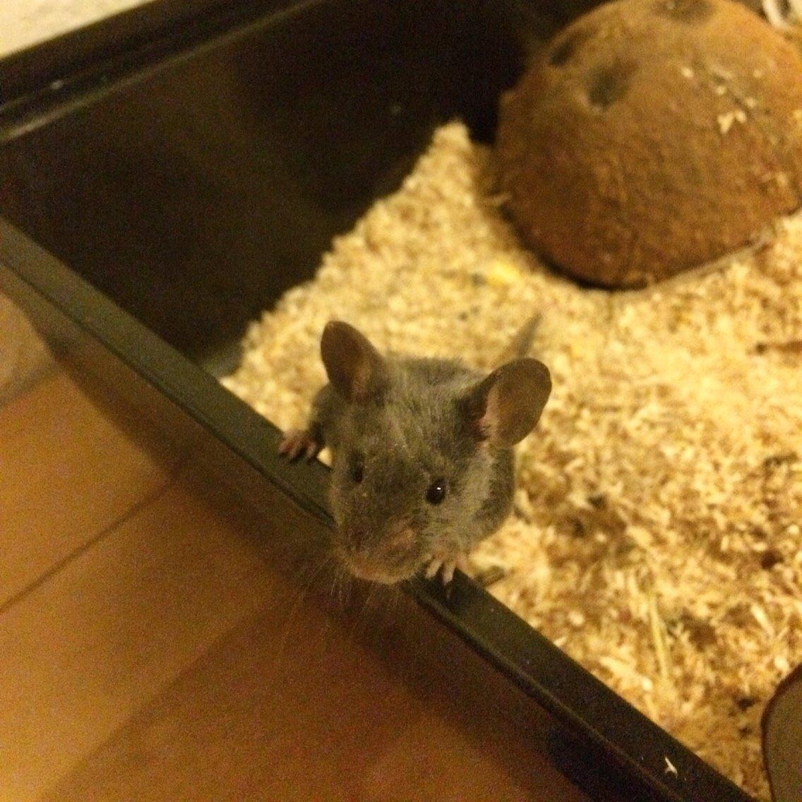 Mus Vejlmus' Pippin billede 8