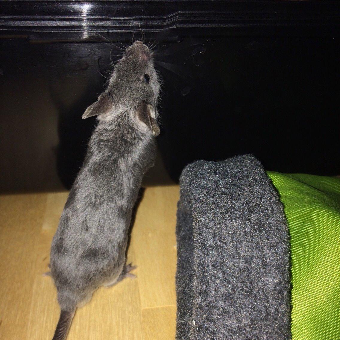 Mus Vejlmus' Pippin billede 12