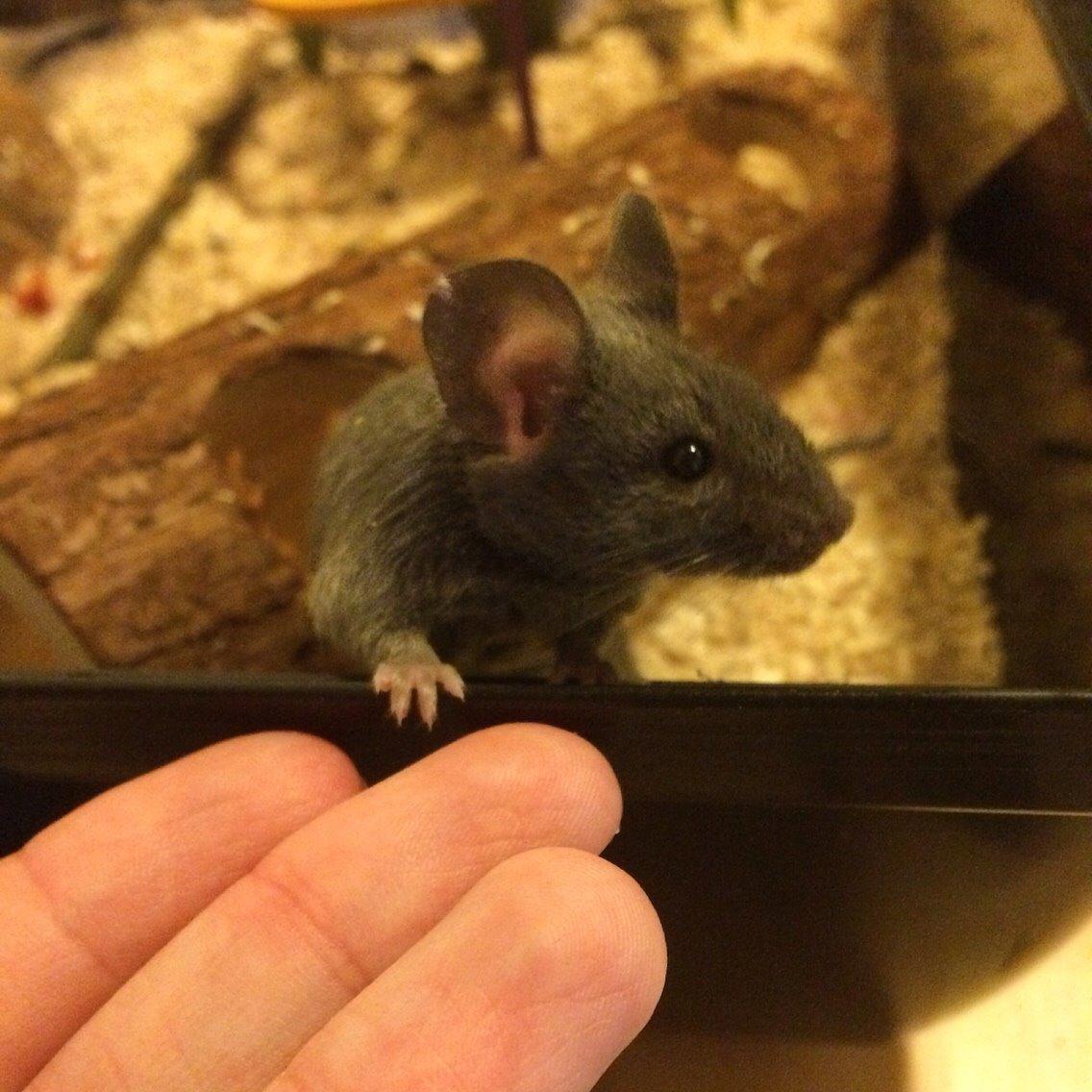 Mus Vejlmus' Pippin billede 15