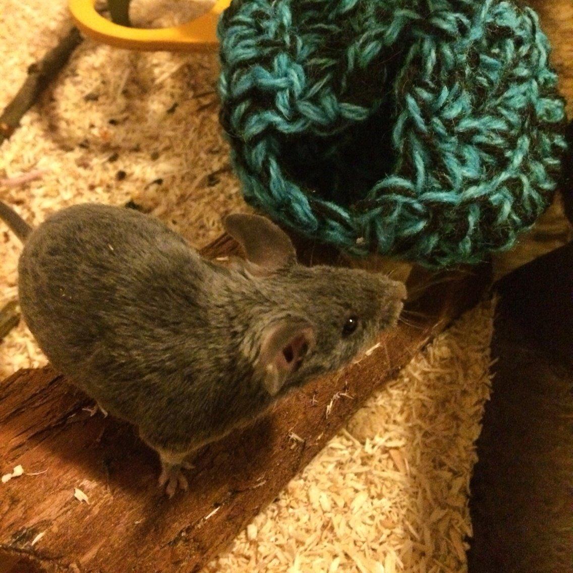 Mus Vejlmus' Pippin billede 19