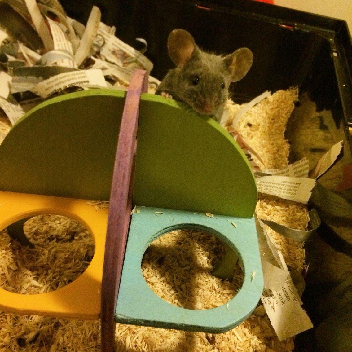 Mus Vejlmus' Pippin billede 23