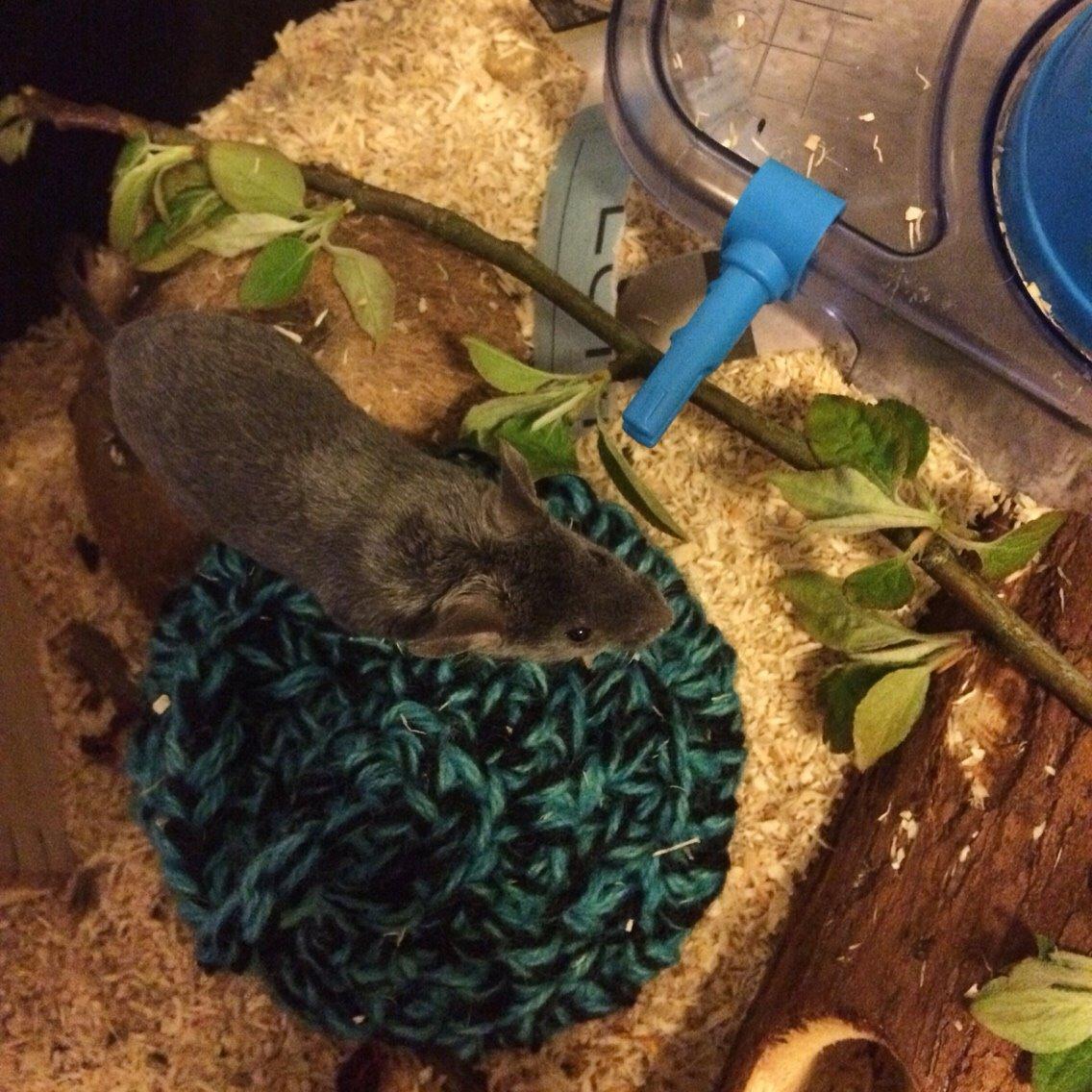 Mus Vejlmus' Pippin billede 25