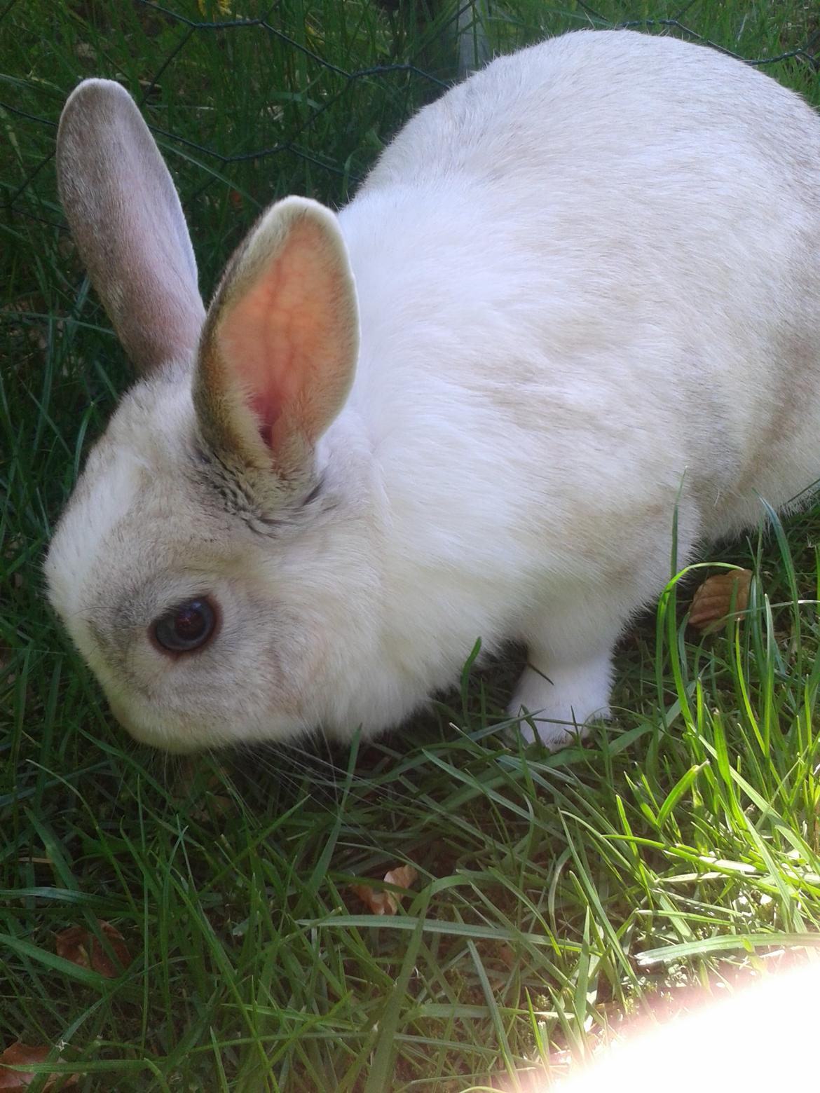 Kanin Snefnug billede 8