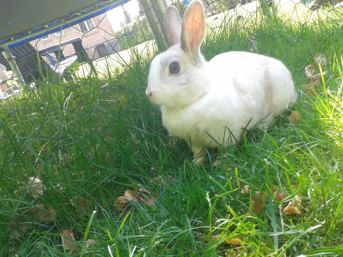 Kanin Snefnug billede 12