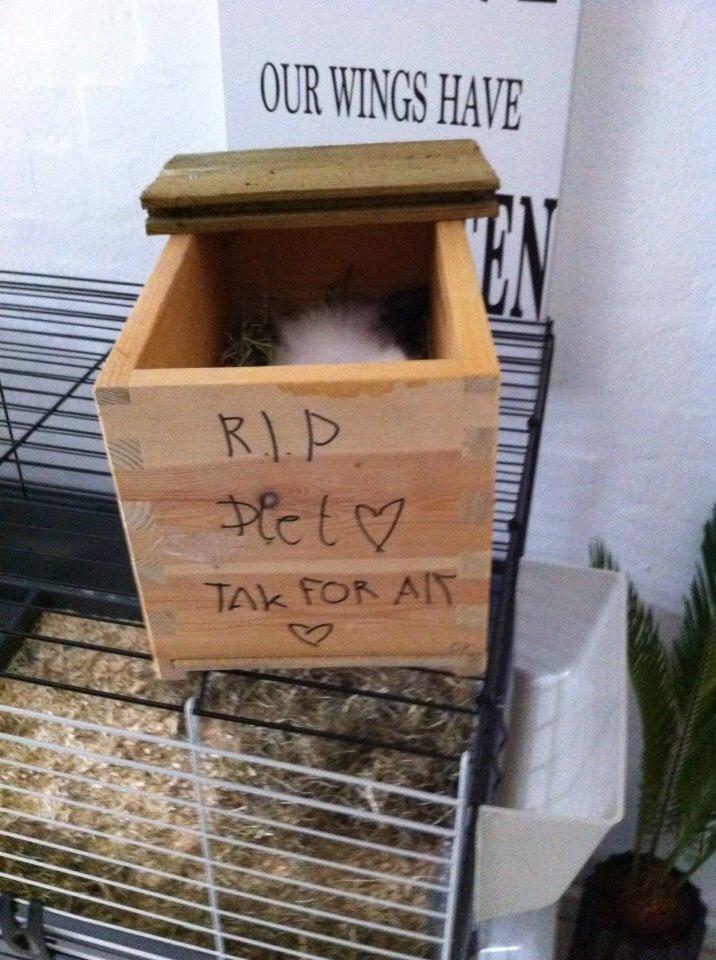 Kanin Plet R.I.P min lille plettimus <3 billede 35