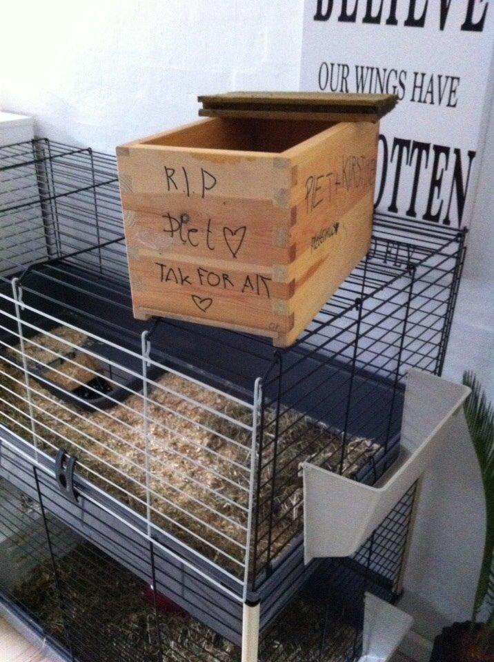 Kanin Plet R.I.P min lille plettimus <3 billede 36