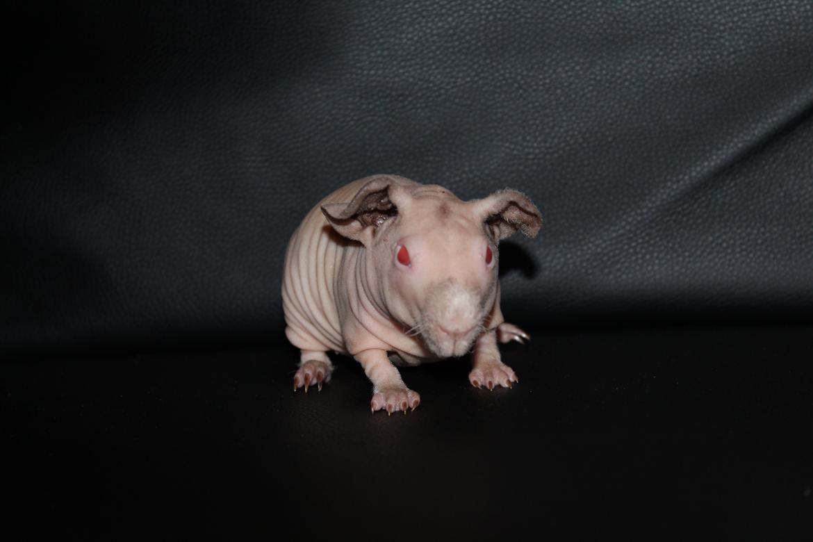 Marsvin  Baby (solgt) billede 3