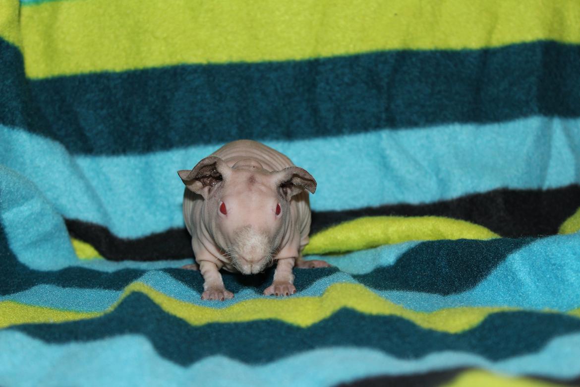 Marsvin  Baby (solgt) billede 6